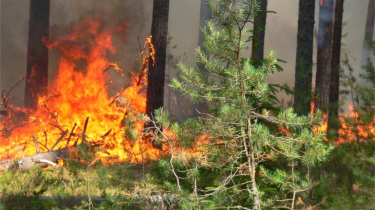 МБУ «Управление экологии города Чебоксары» напоминает о необходимости бережного отношения к природе и соблюдении мер пожарной безопасности в лесах