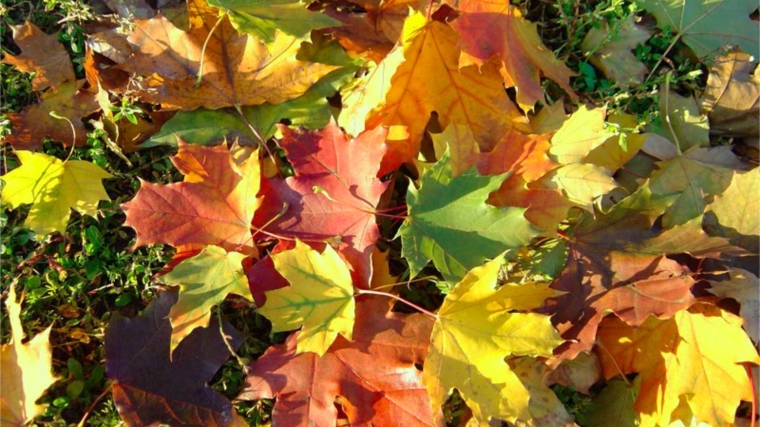 Расцвечивание листьев осенью