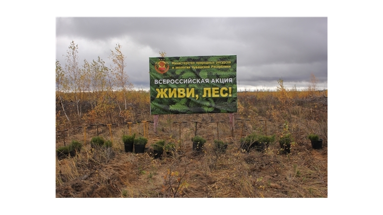 Волонтёры-экологи из Почта Банка, газет "Хыпар" и "Таван Ен" приняли участие во всероссийской акции "Живи, лес!" на территории Чебоксарского лесничества