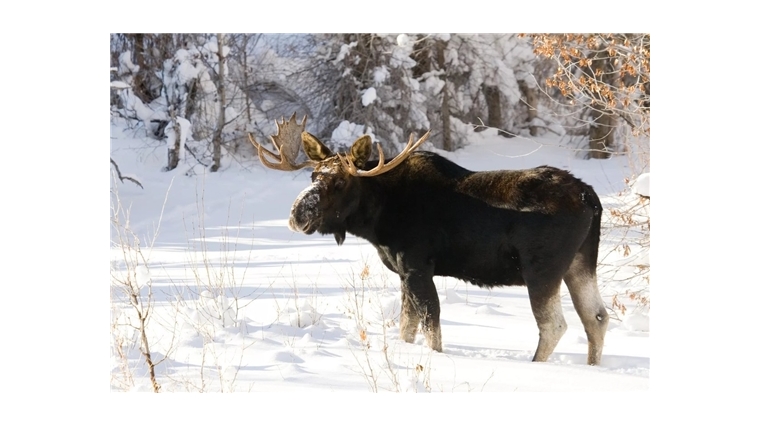 31 декабря в Чувашии закрывается сезон охоты на лося
