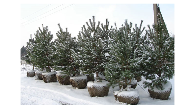Посадка деревьев возможна и в зимнее время