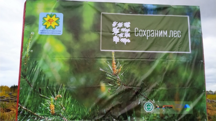 В рамках Всероссийской акции «Сохраним лес» в Заволжье высажено 15 тыс. саженцев сосны