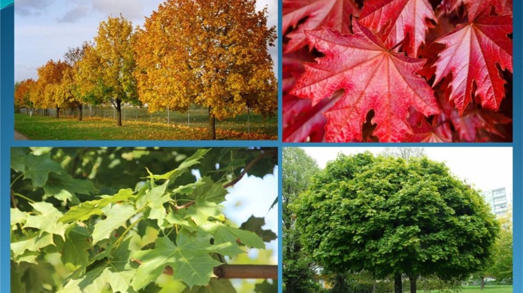Осенние экологические мероприятия: породный состав деревьев - клен остролистный