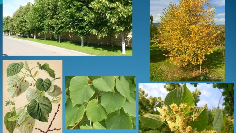 Осенние экологические мероприятия: породный состав деревьев - липа мелколистная