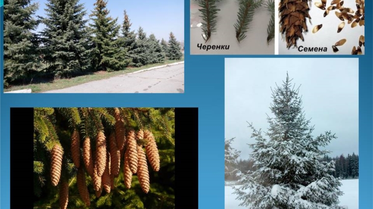 Осенние экологические мероприятия: породный состав деревьев - ель обыкновенная