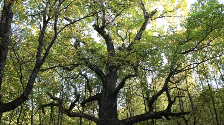 Фотоконкурс: Прославьте дерево, способствующее вашему благополучию!