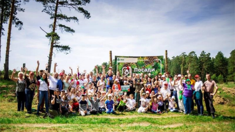 По итогам конкурса волонтерских посадок было восстановлено 13,5 гектаров леса