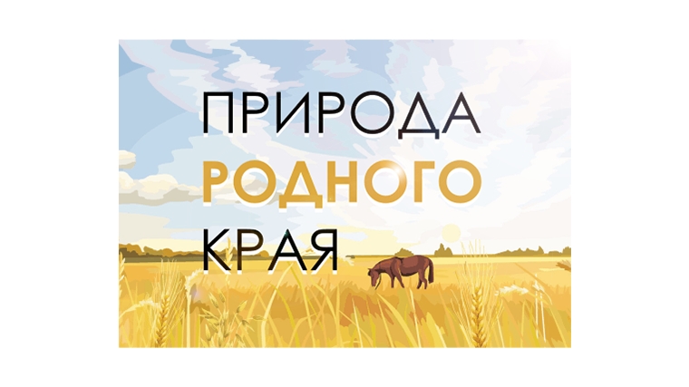 Приглашаем принять участие во Всероссийском творческом конкурсе «Природа родного края!»