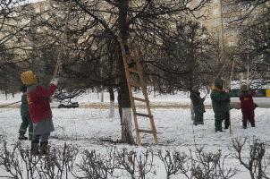 Работы по зимней обрезке деревьев идут полным ходом