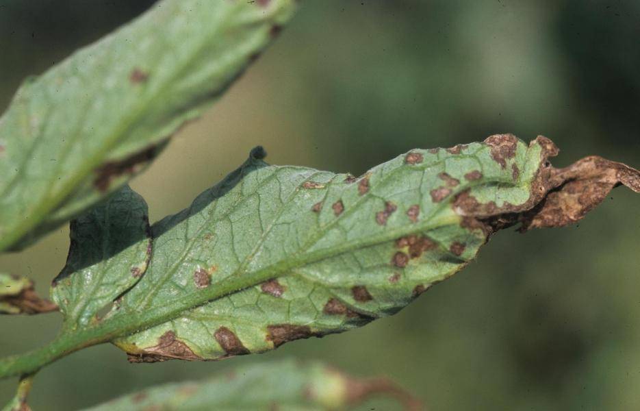 Поражение растений. Pseudomonas syringae-пятнистость.. Черная пятнистость томатов. Черная бактериальная пятнистость. Бактериальная пятнистость листьев.